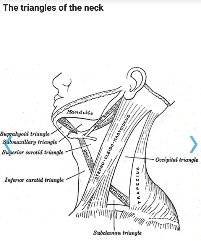 How Easy To Learn Triangles Of Neck Medizzy 3966