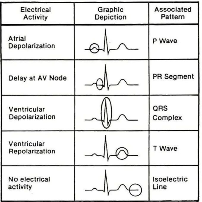 ECG Segments