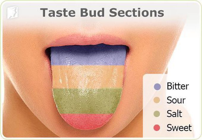 Taste Bud