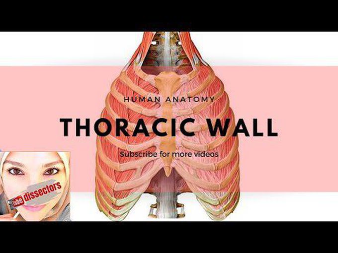 Anatomy of the Thoracic Wall.