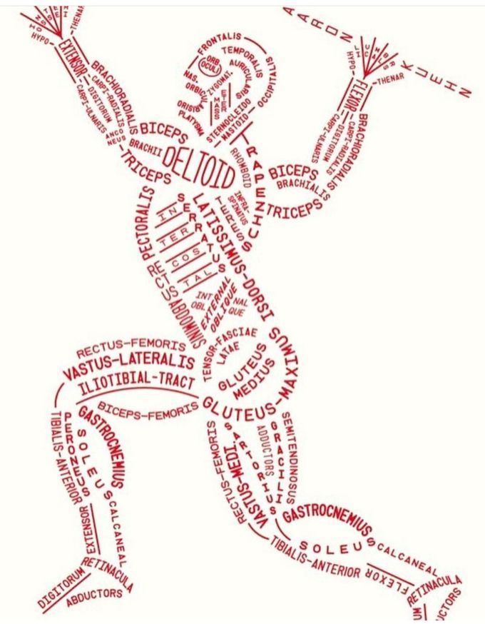 Muscles of human body.