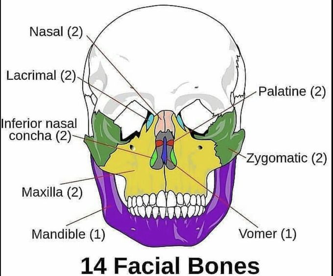 Head anatomy