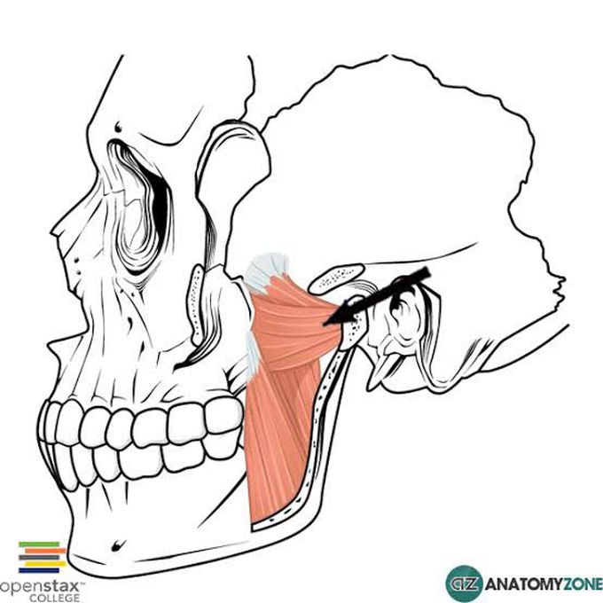 Function, Insertion and origin of lateral pterygoid