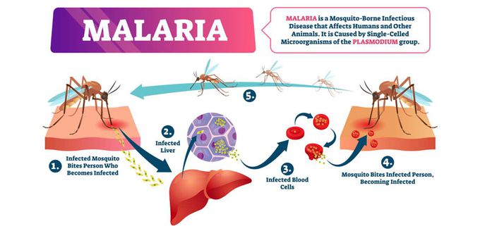 What is malaria?