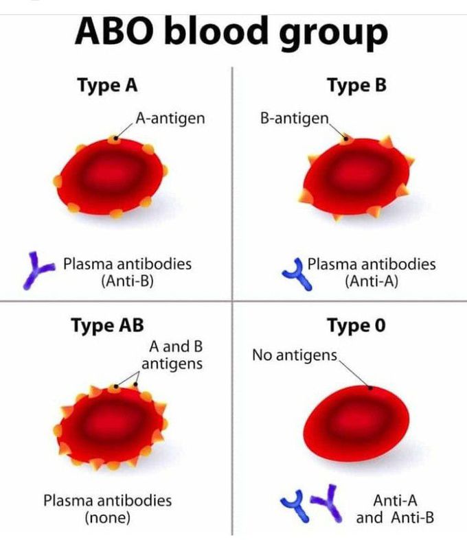 ABO blood grouping