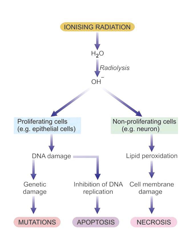 Cell injury