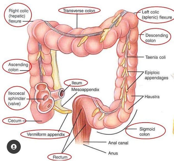 large intestine diagram