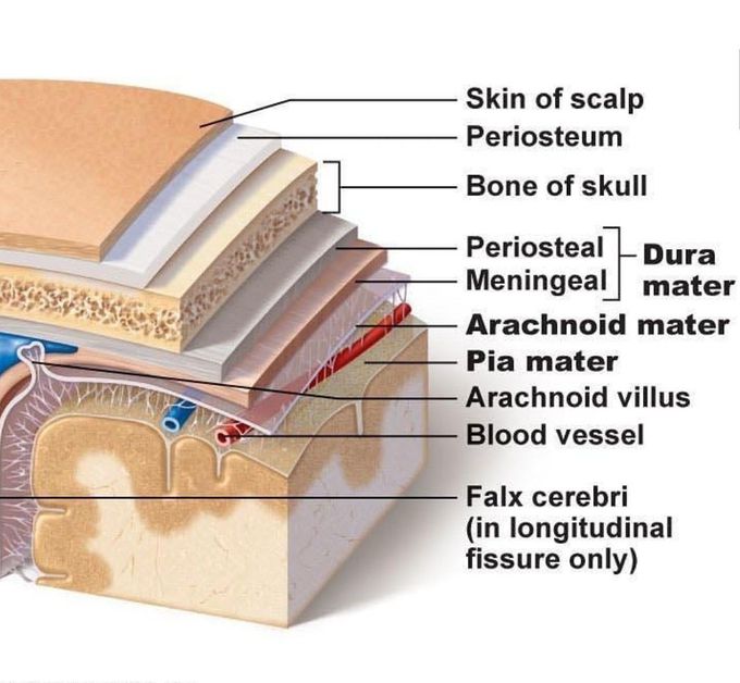 Meninges layer of 🧠
