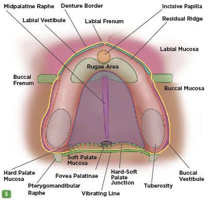 Secondary denture bearing area of mandible