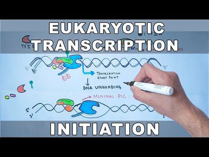 Eukaryotic Transcription-Initiation