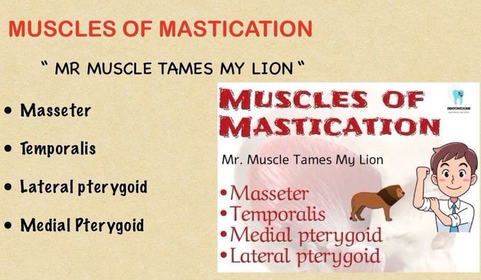 Muscles of Mastication