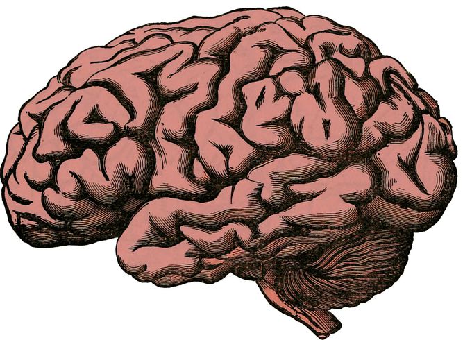 Did parasite manipulation influence human neurological evolution?