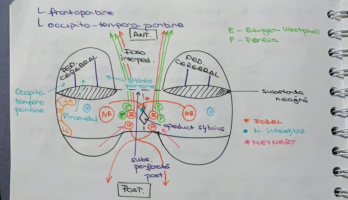 #trunchiul cerebral