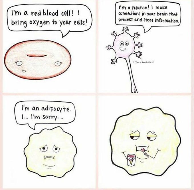 Adipocyte - MEDizzy