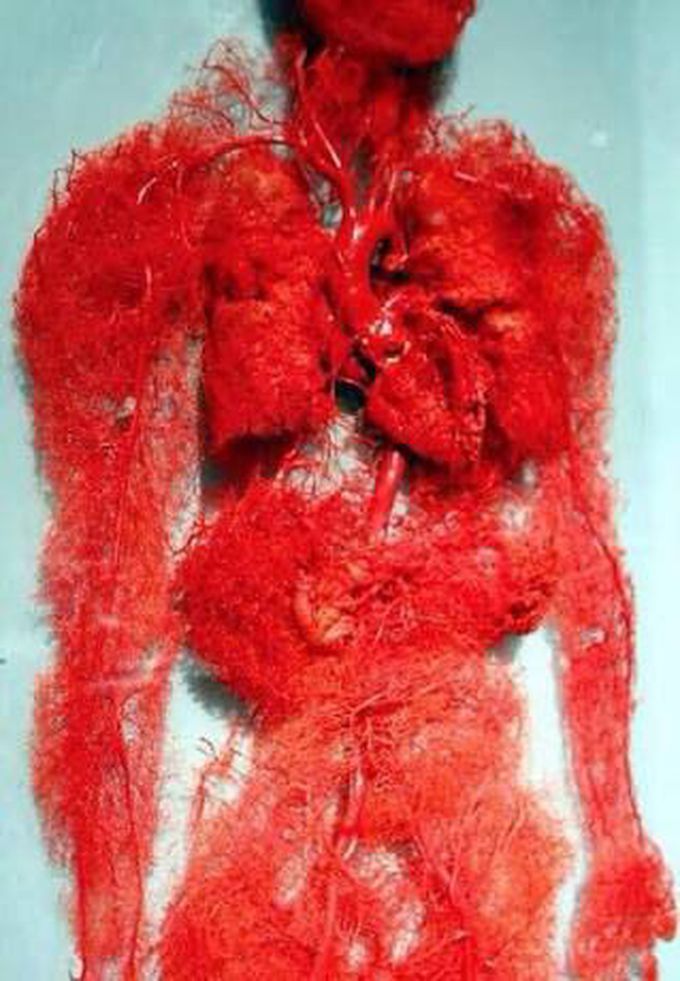 Blood vessels in the human body