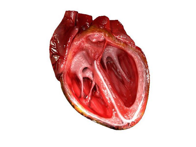 Heart