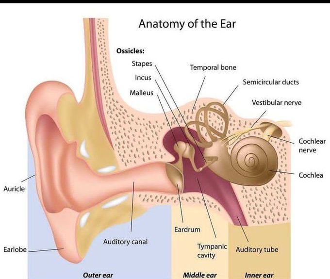 Anatomy of ear - MEDizzy