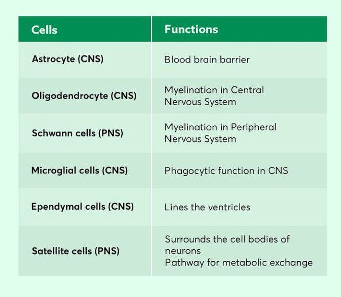 Cells of nervous system