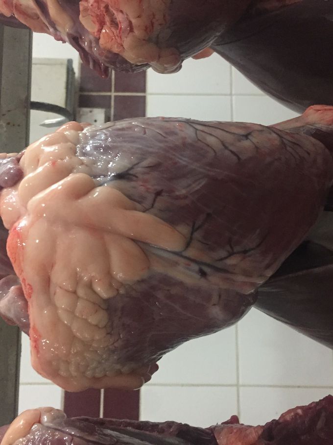 heart of cow