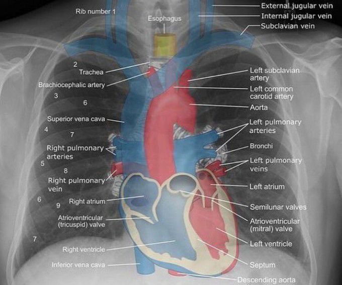 Thorax