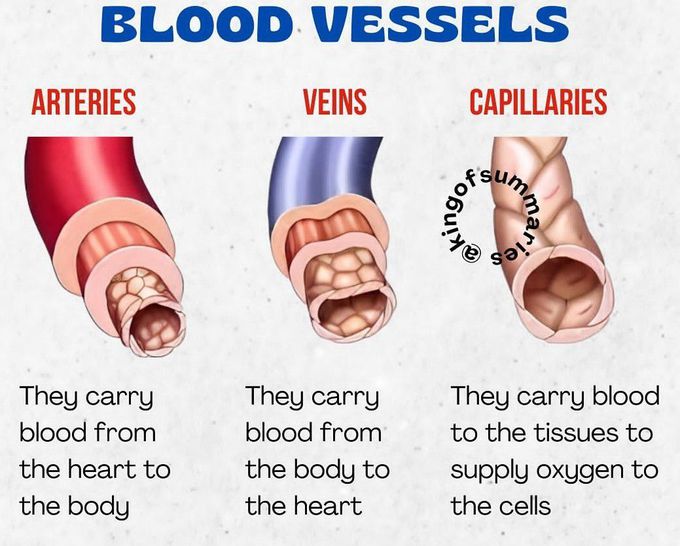 Blood Vessels