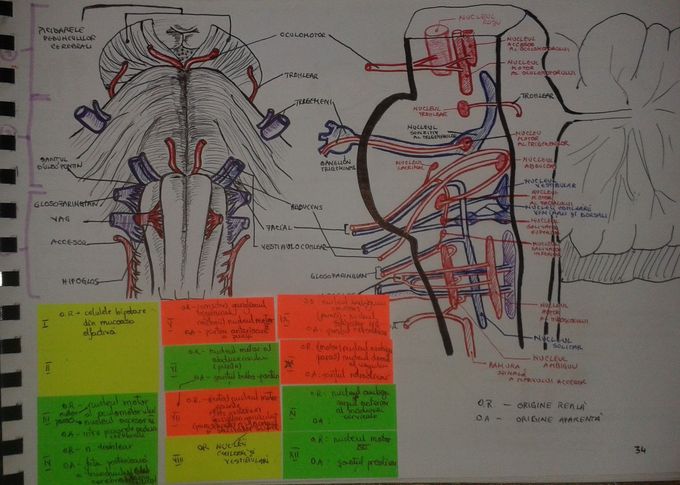 Cranial Nerves - Origins