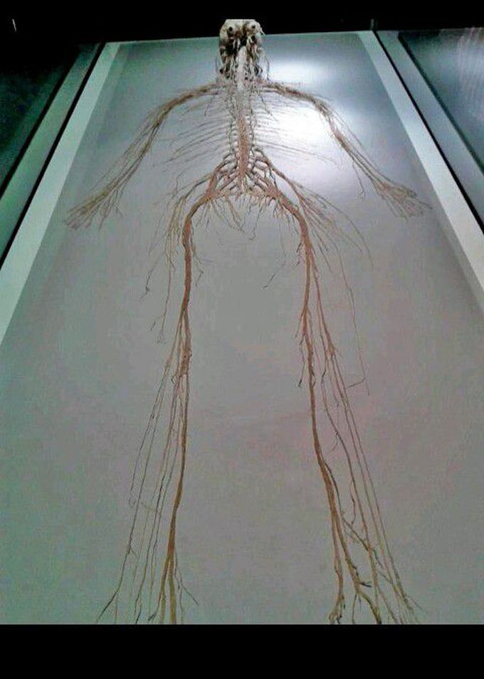 Nervous system