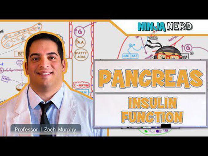 Insulin- pancreas