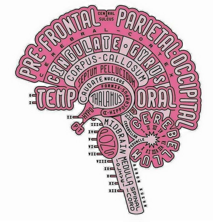 Parts of brain