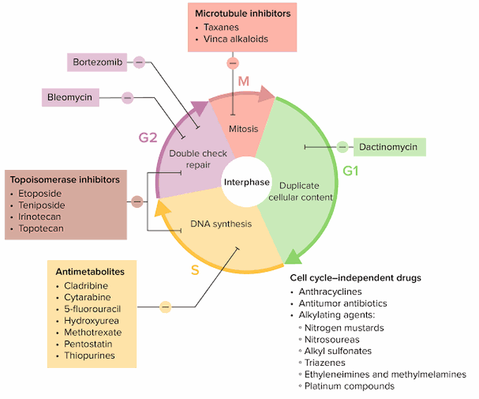 Cancer therapy effects on cell cycle