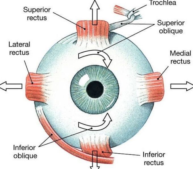 Anterior view of the right eye and extarocular muscle