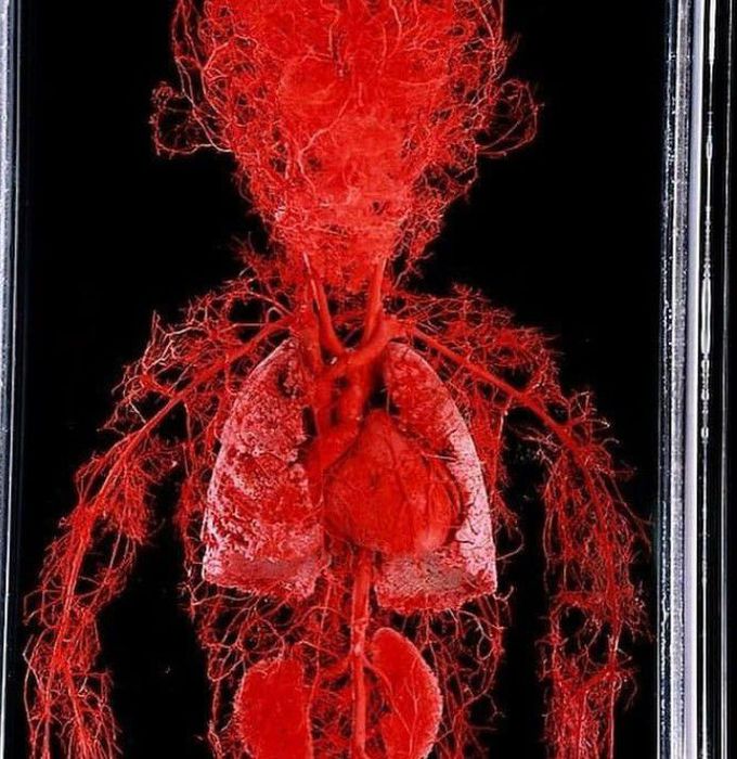 Our impressive circulatory system
