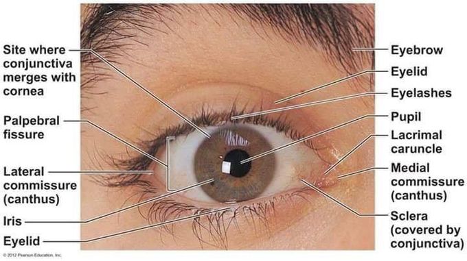 Eye anatomy