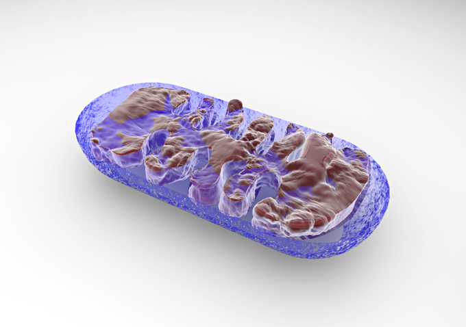 Mitochondrial DNA