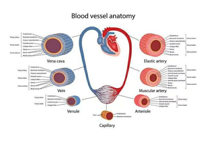 Blood Vessel Anatomy