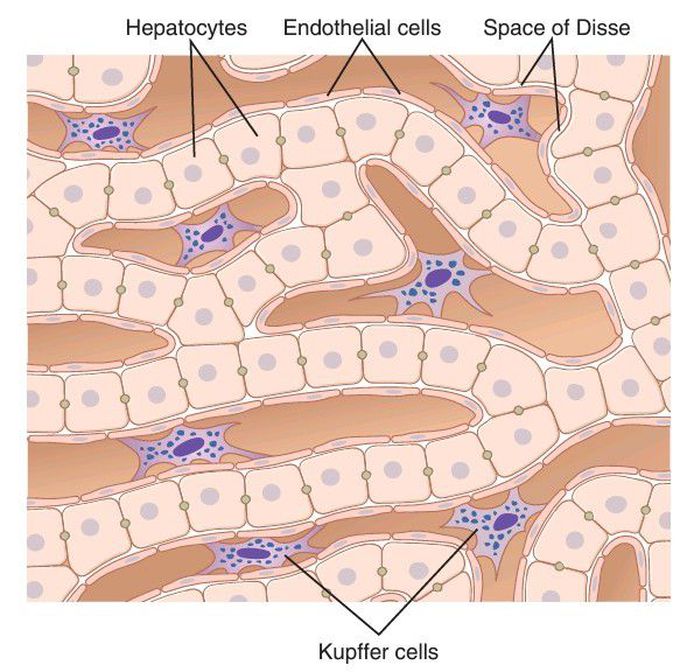 Liver sinusoids