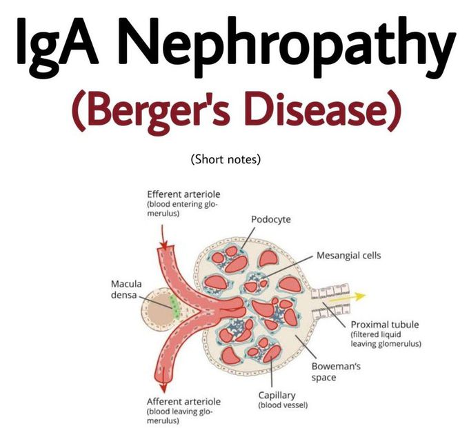 IgA Nephropathy I