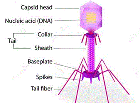 bacteriophages - MEDizzy