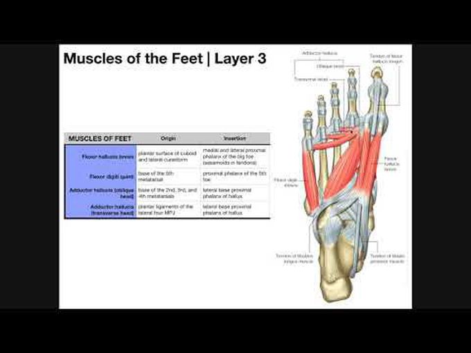 Plantar foot muscles layer 3 and 4