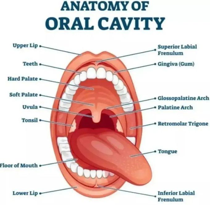 Anatomy of Oral Cavity