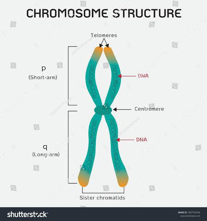 Chromosome