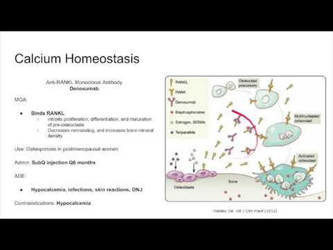 Homeostasis of Calcium