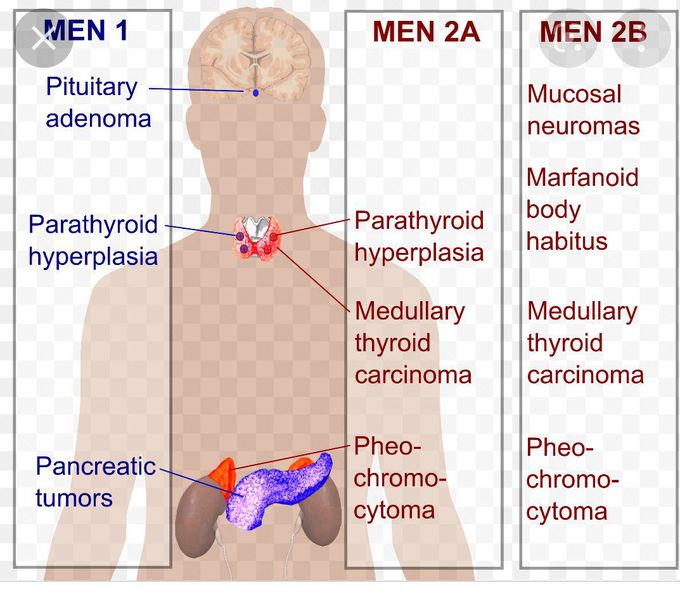 MEN syndromes