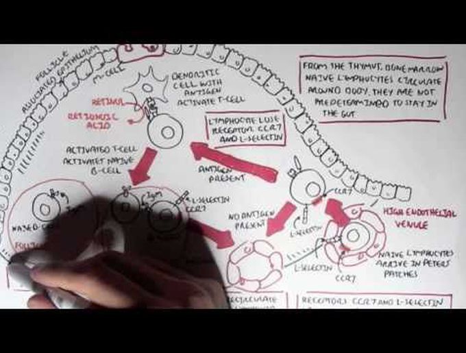 Part I - Mucosal Immunity