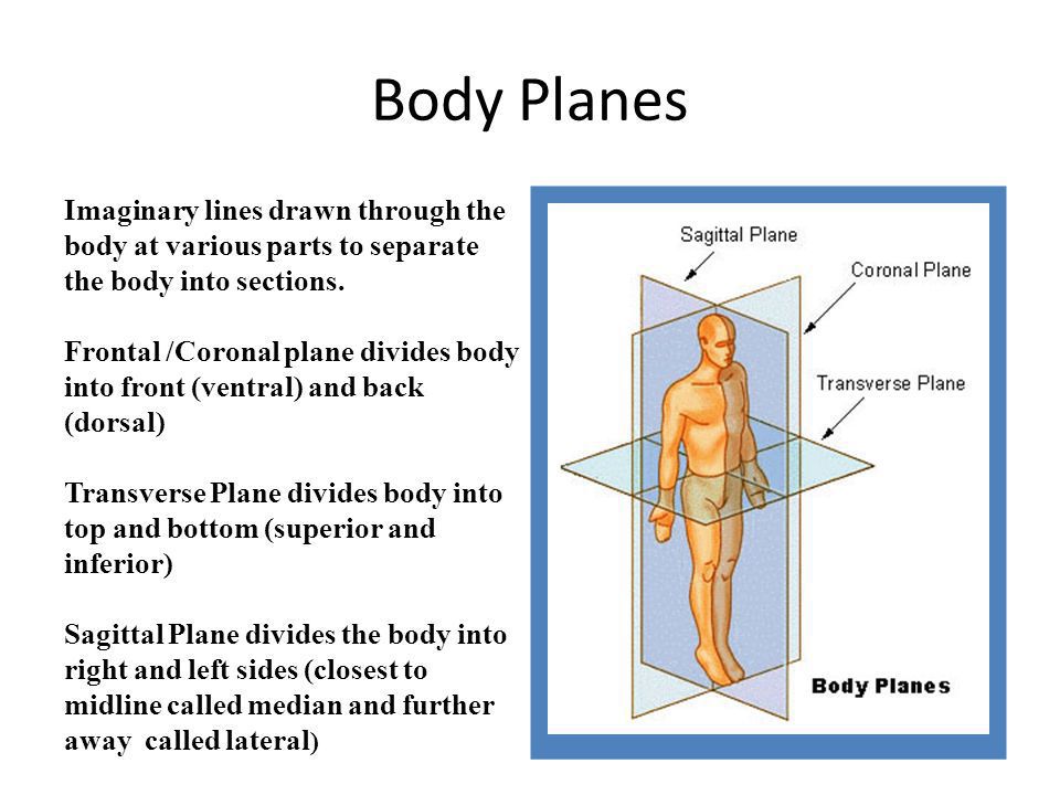 Anatomical Planes