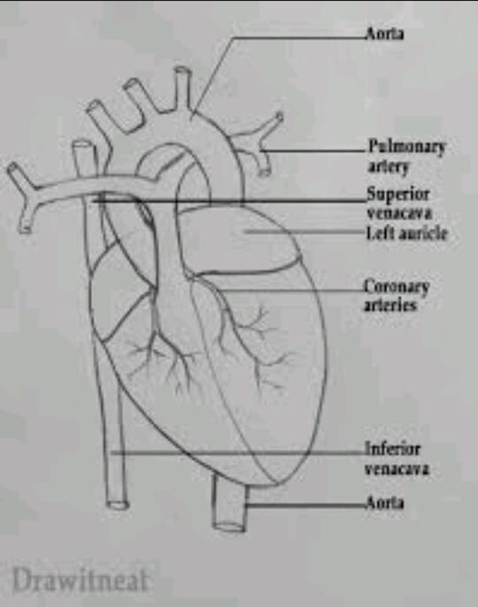 external heart anatomy