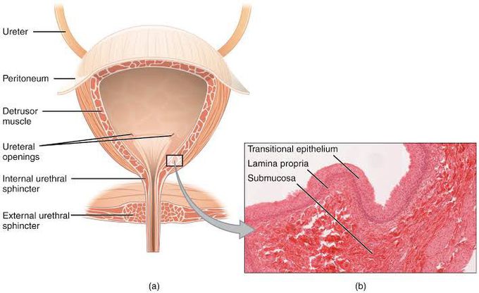 Treatment of urinary incontinence