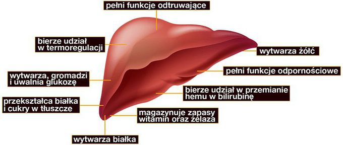 Funkcje wątroby