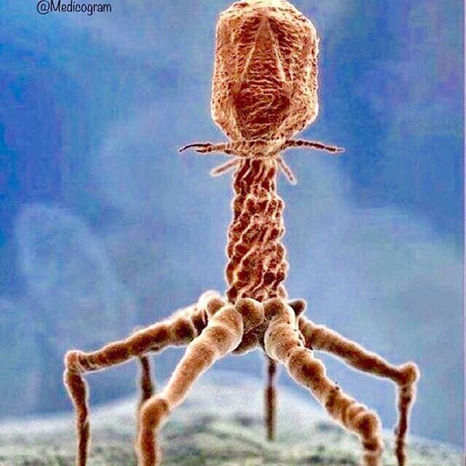Electron Micrograph of Bacteriophage