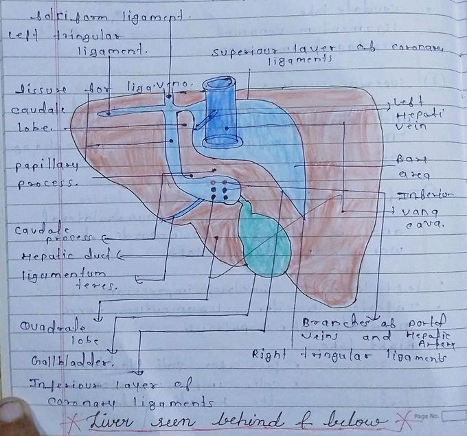 The liver seen behind and below